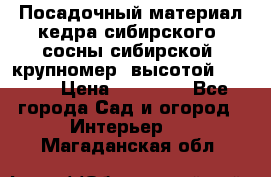 Посадочный материал кедра сибирского (сосны сибирской) крупномер, высотой 3-3.5  › Цена ­ 19 800 - Все города Сад и огород » Интерьер   . Магаданская обл.